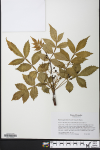 Bursera graveolens image