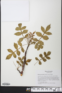 Bursera graveolens image