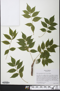 Bursera graveolens image