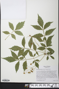 Bursera graveolens image