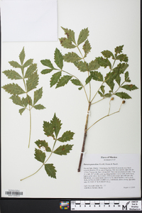 Bursera graveolens image