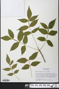 Bursera graveolens image