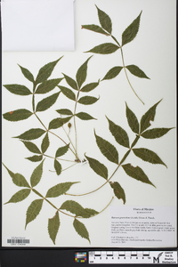 Bursera graveolens image