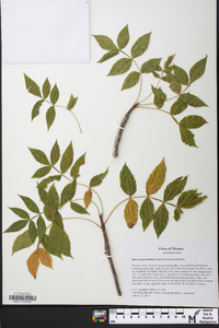 Bursera graveolens image