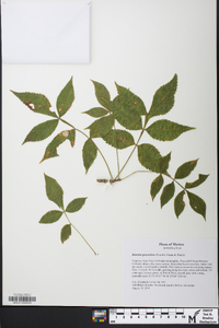 Bursera graveolens image