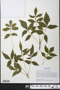 Bursera graveolens image