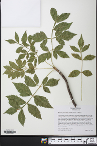 Bursera graveolens image