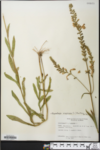 Physostegia virginiana image