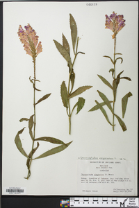 Physostegia virginiana image