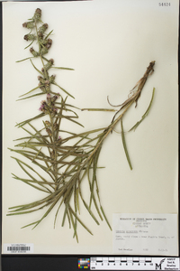 Liatris squarrosa image