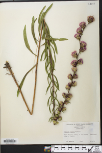 Liatris aspera image