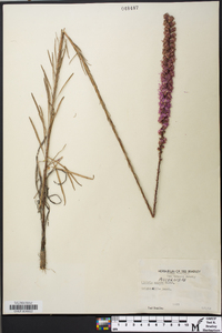 Liatris aspera image