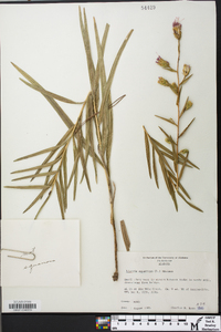 Liatris squarrosa image