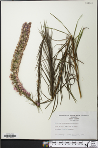 Liatris pycnostachya image