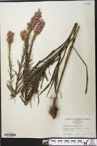 Liatris pycnostachya image