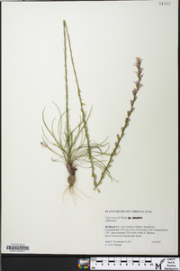 Liatris gracilis image