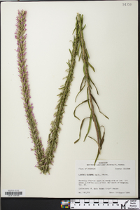 Liatris elegans image