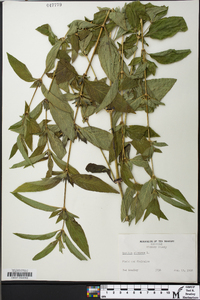 Ruellia strepens image