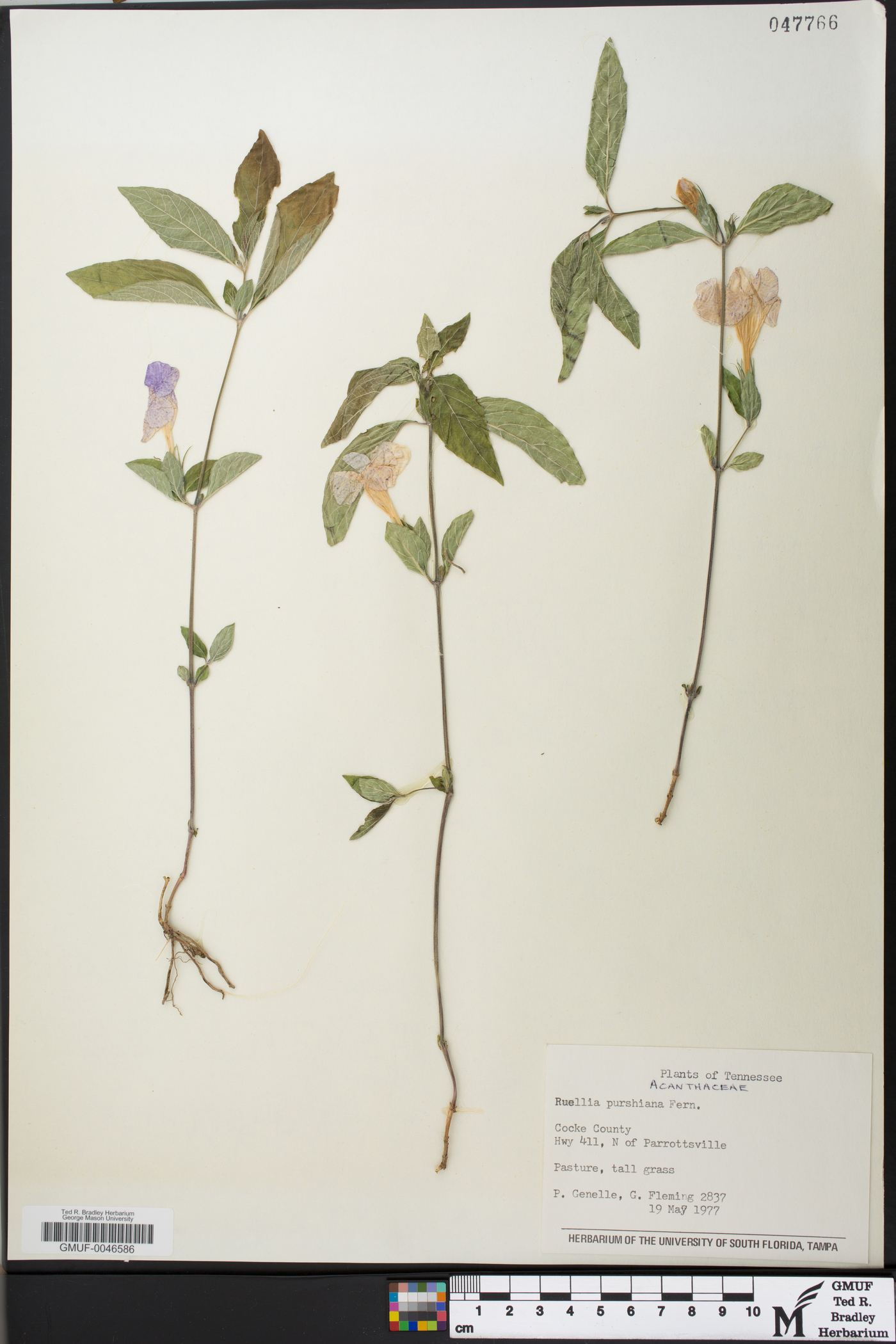 Ruellia purshiana image