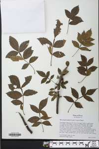 Bursera graveolens image