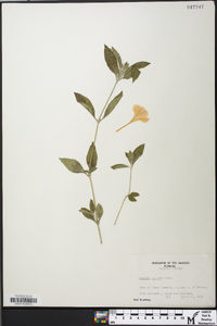 Ruellia caroliniensis image