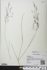 Agrostis capillaris image