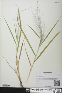 Eragrostis capillaris image