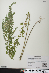 Lespedeza cuneata image