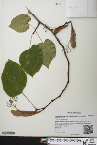 Tilia americana var. heterophylla image