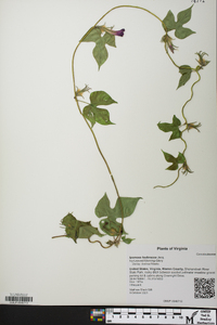 Ipomoea hederacea image