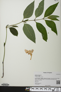 Hypericum prolificum image