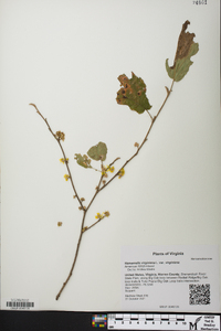 Hamamelis virginiana var. virginiana image