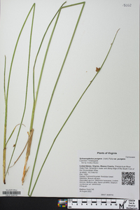 Schoenoplectus pungens var. pungens image