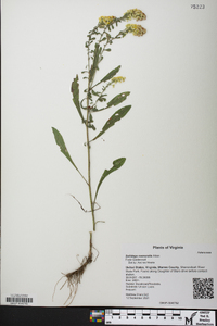 Solidago nemoralis var. nemoralis image