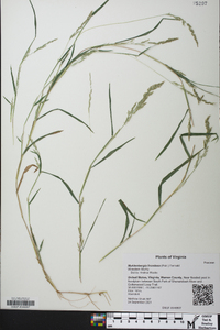 Muhlenbergia frondosa image