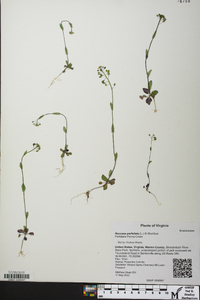 Microthlaspi perfoliatum image