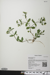 Stellaria pubera image