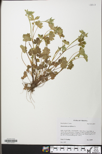 Ranunculus parviflorus image