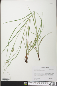 Carex complanata image