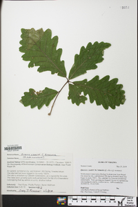 Quercus × saulii image