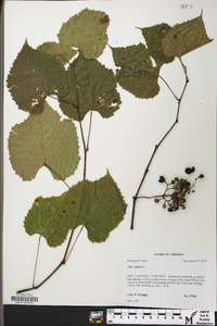 Vitis vulpina image