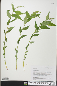 Polygala senega image