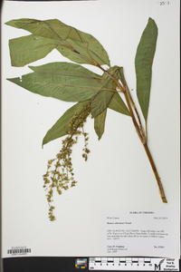 Rumex altissimus image