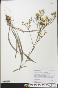 Pityopsis aspera var. adenolepis image