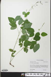 Desmodium perplexum image