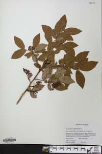 Vaccinium simulatum image