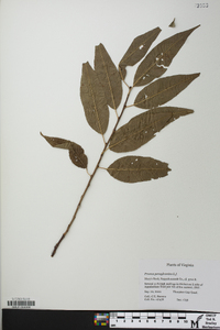 Prunus pensylvanica image