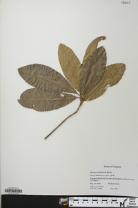 Quercus imbricaria image