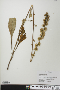 Solidago speciosa image