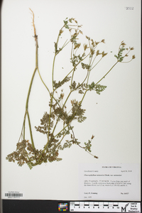 Chaerophyllum tainturieri var. tainturieri image